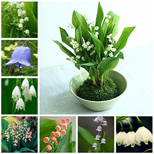 Kisshes Giardino - Fragranti fiori di giglio della valle Semi variegati Semi ornamentali rari Bonsai resistenti perenni con note fragranti - 6