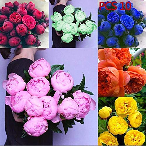 Cioler Seme di fiore- 20pcs Misto Raro Peonia Ranunculus Fiore Semi Giardino di Casa Fiore Sementi fiori ornamentali - 2