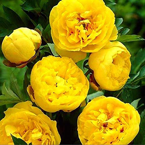 Cioler Seme di fiore- 20pcs Misto Raro Peonia Ranunculus Fiore Semi Giardino di Casa Fiore Sementi fiori ornamentali - 3