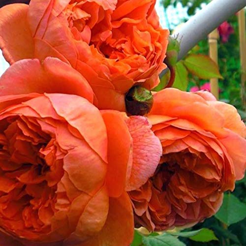 Cioler Seme di fiore- 20pcs Misto Raro Peonia Ranunculus Fiore Semi Giardino di Casa Fiore Sementi fiori ornamentali - 5