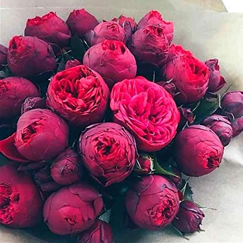 Cioler Seme di fiore- 20pcs Misto Raro Peonia Ranunculus Fiore Semi Giardino di Casa Fiore Sementi fiori ornamentali - 6