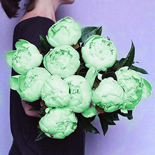 Cioler Seme di fiore- 20pcs Misto Raro Peonia Ranunculus Fiore Semi Giardino di Casa Fiore Sementi fiori ornamentali - 7