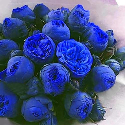 Cioler Seme di fiore- 20pcs Misto Raro Peonia Ranunculus Fiore Semi Giardino di Casa Fiore Sementi fiori ornamentali - 8