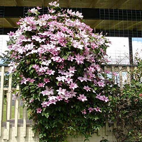 Ncient 50 Semi Sementi di Clematide di Colori Misti Fiori Rari Semi Profumati Fiori Piante per Orto Giardino Balcone Interni ed Esterni - 3