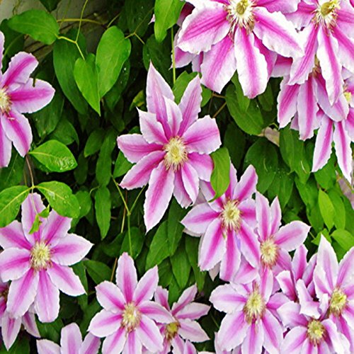 Ncient 50 Semi Sementi di Clematide di Colori Misti Fiori Rari Semi Profumati Fiori Piante per Orto Giardino Balcone Interni ed Esterni - 5