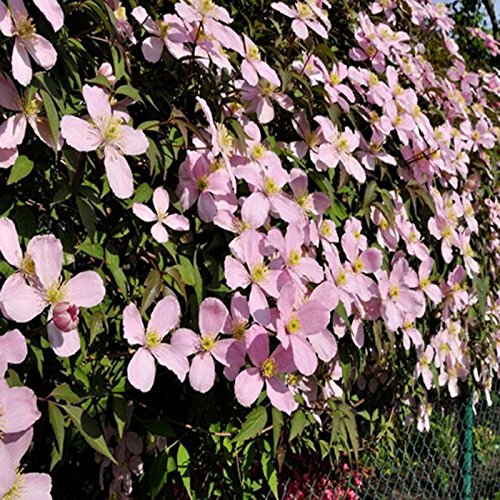 Ncient 50 Semi Sementi di Clematide di Colori Misti Fiori Rari Semi Profumati Fiori Piante per Orto Giardino Balcone Interni ed Esterni - 6